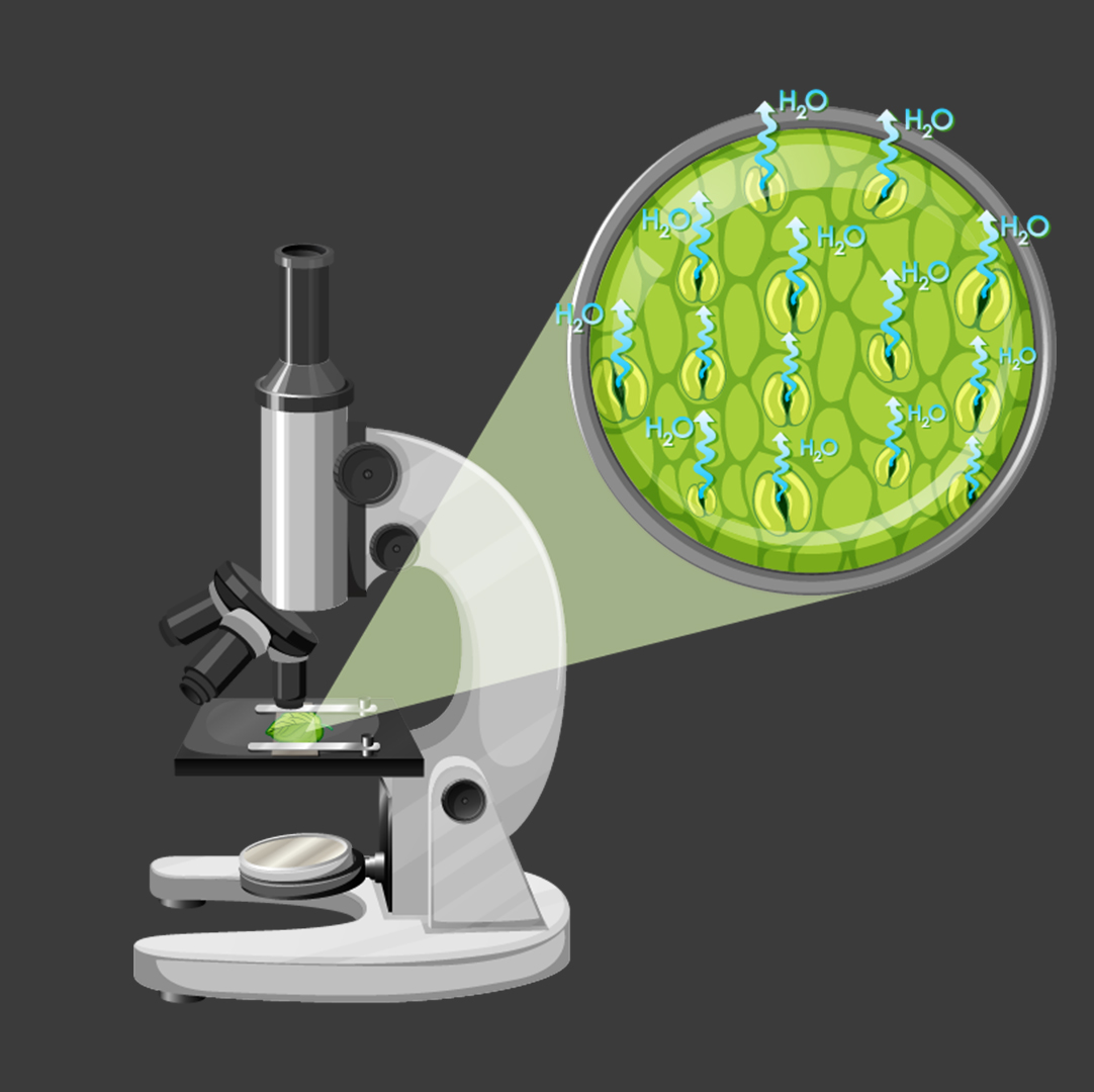 Histology and normal cytology