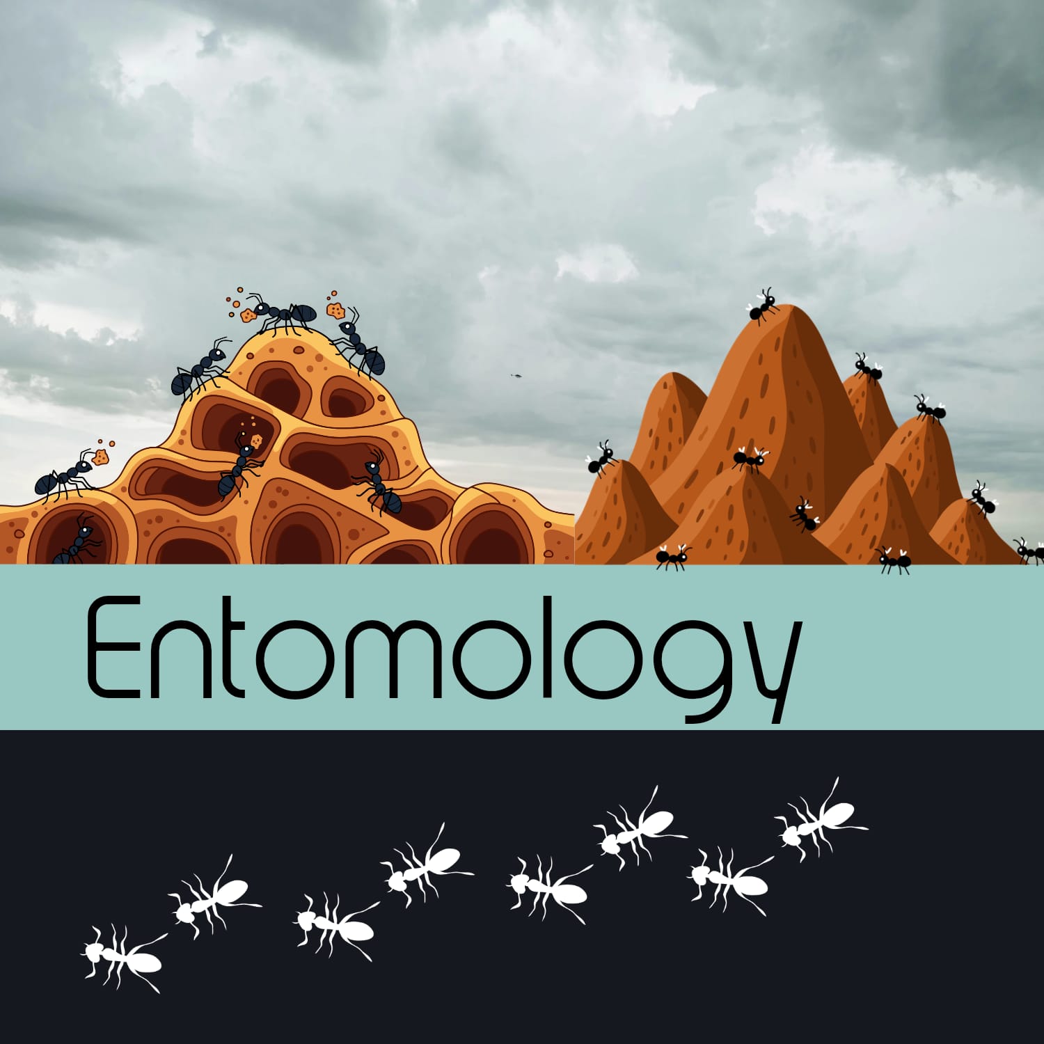 علم الحشرات العام لجامعة طيبة