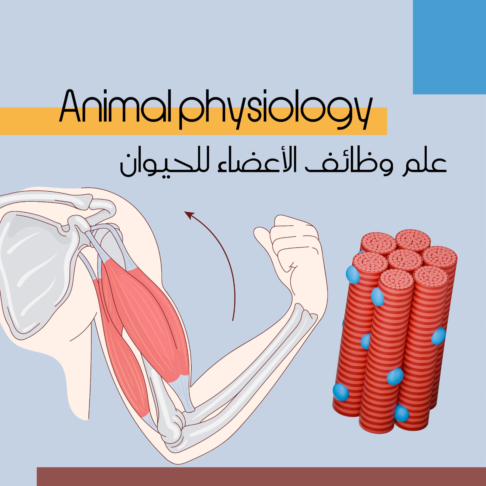 فسيولوجيا حيوان - فرع المدينة المنورة