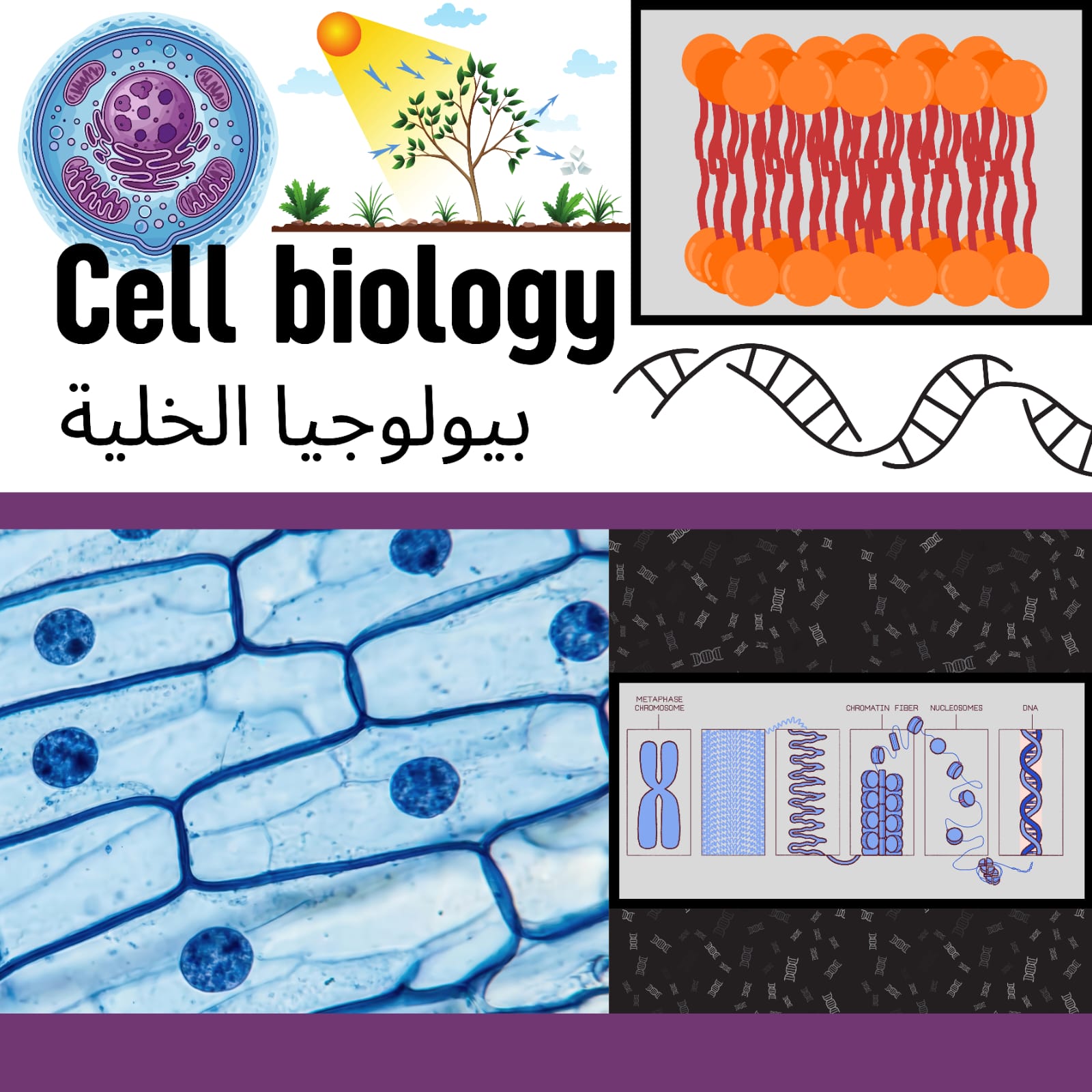 بيولوجيا الخلية - كل الفروع